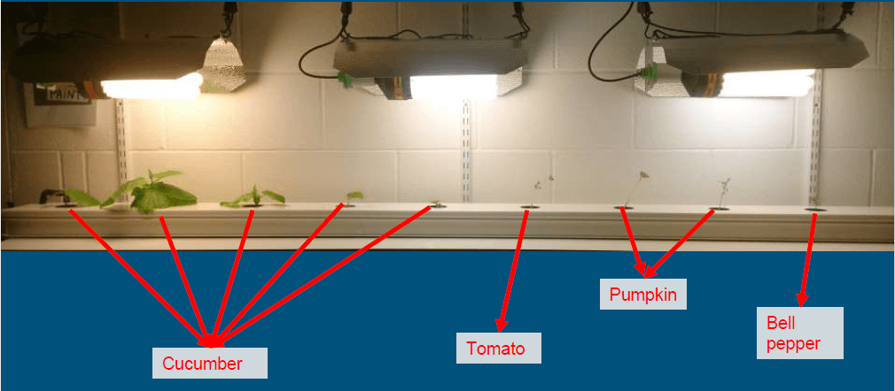 This shows various plants growing in the Gully System at the University Academy of Engineering - Southbank - London